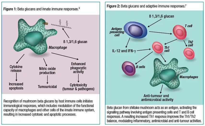 Ribraxx Figure 1. Beta glucans and innate immune responses. Figure 2. Beta glucans and adaptive immune responses.