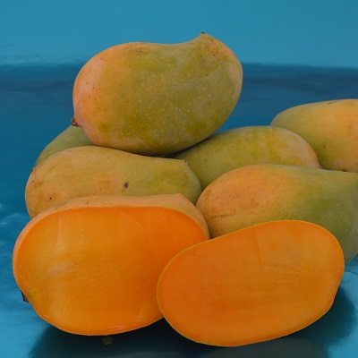 ๐ฅญ Kesar Mango โ The Saffron Treasure 3 Kg box