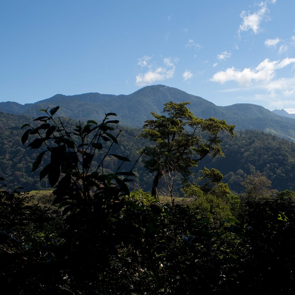 Exceedingly Rare coffee