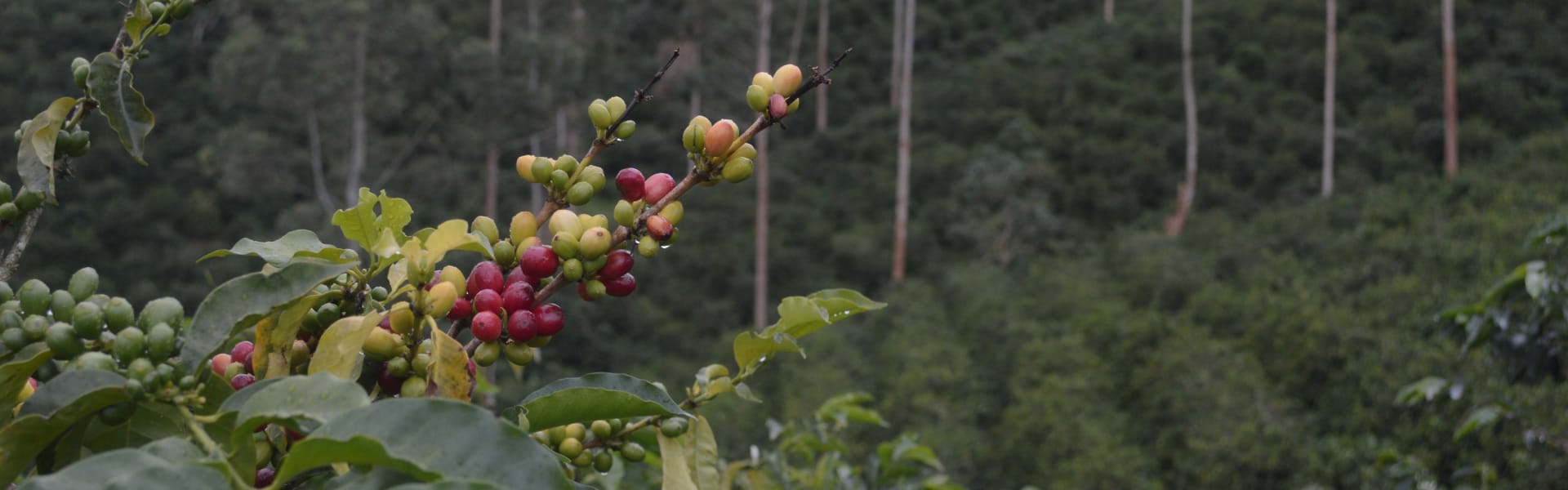 coffee cherries on a coffee tree overlooking a lush green coffee farm
