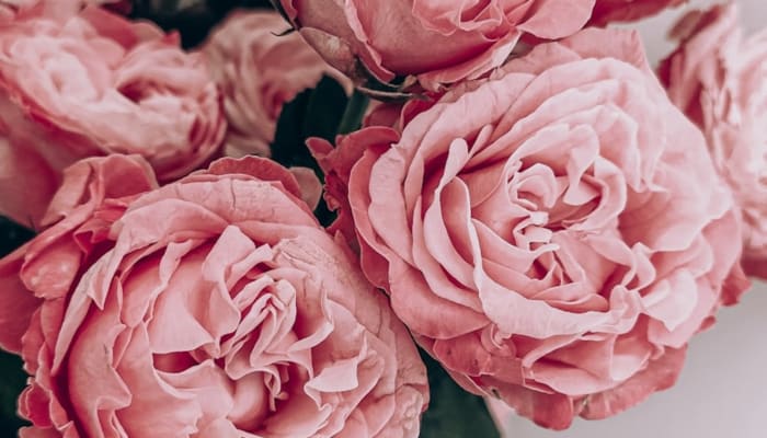 Image principal de Fleurs premium