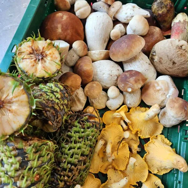 Sæson inspireret menu - Efterår