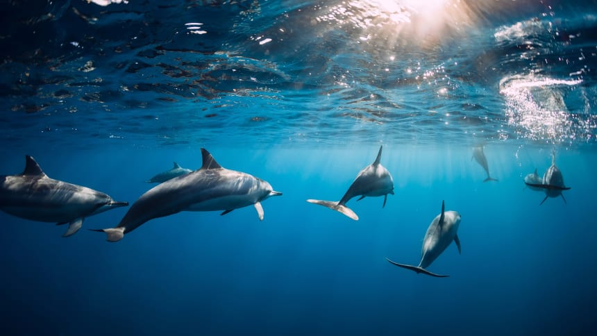 Tanz mit den Delfinen