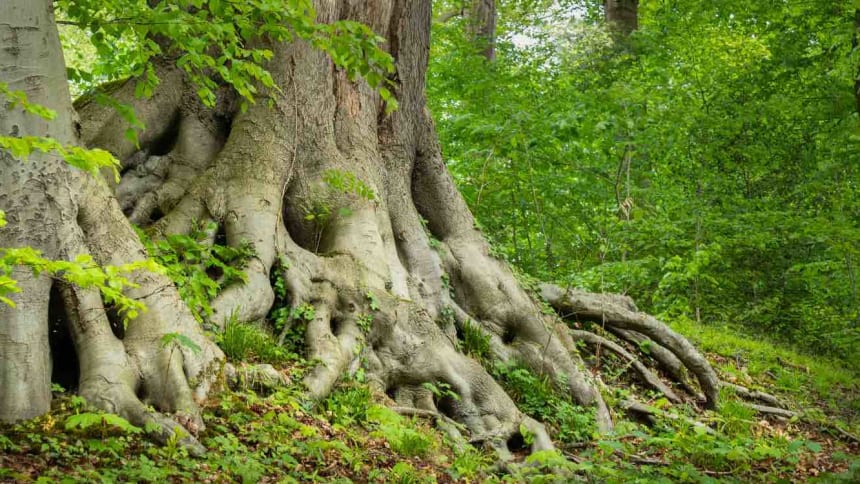 Deine_Verwurzelung_mit_der_Erde_kannst_du_staerken