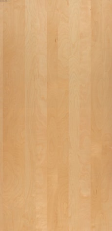 Birch-Back-Sap-Panel