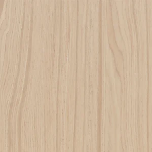 Desert Acacia