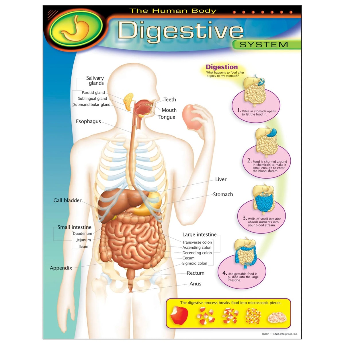 Human Body Digestive System Learning Chart