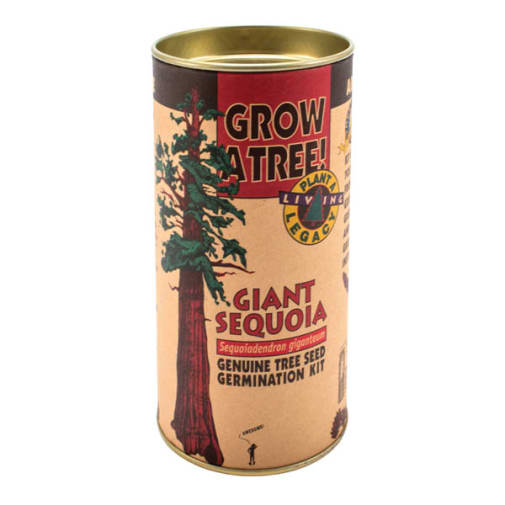 Giant Sequoia Grow-A-Tree Kit