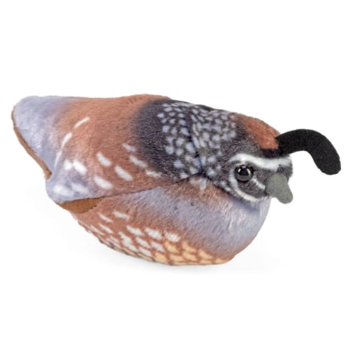 Audubon Bird: California Quail with Bird Call