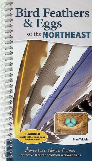 Bird Feathers & Eggs of the Northeast