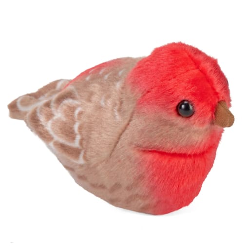 Audubon Bird: House Finch with Bird Call