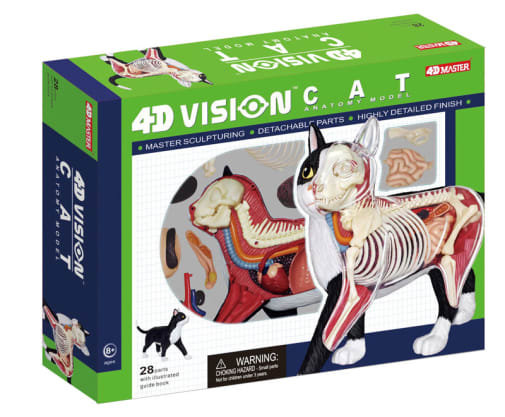 4D Black and White Cat Anatomy Model