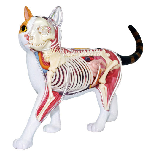 4D Vision Calico Cat Anatomy Model