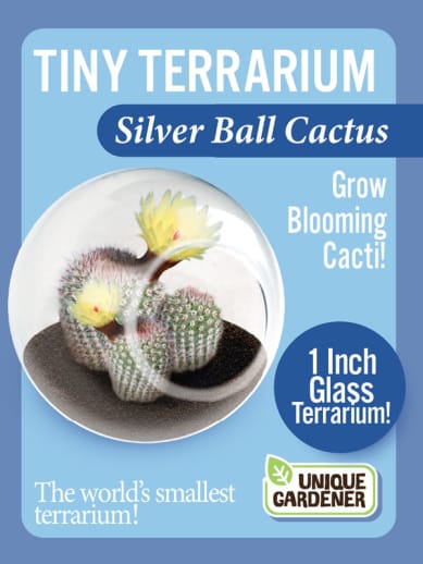 Silver Ball Cactus (Tiny Terrarium)