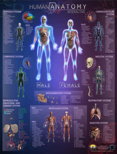 The Female Muscular System Laminated Anatomy Chart