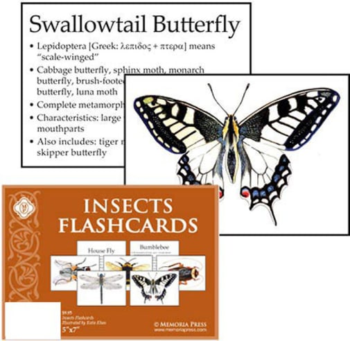 Memoria Press Insects Flashcards