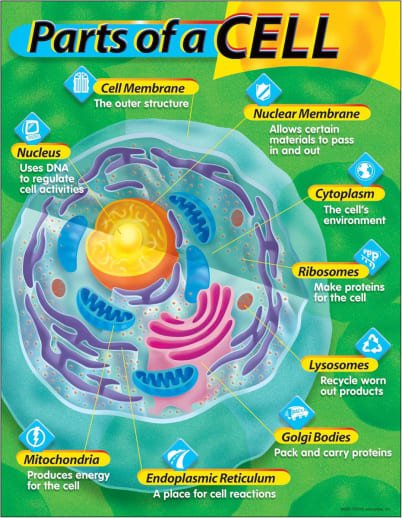 Parts of a Cell Learning Chart