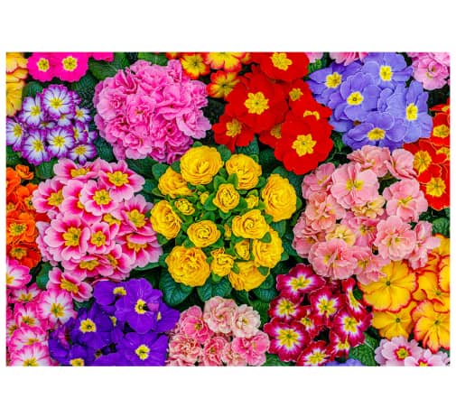 Wooden City Jigsaw Puzzle - Blooming Flowers (Large; 505 pieces)