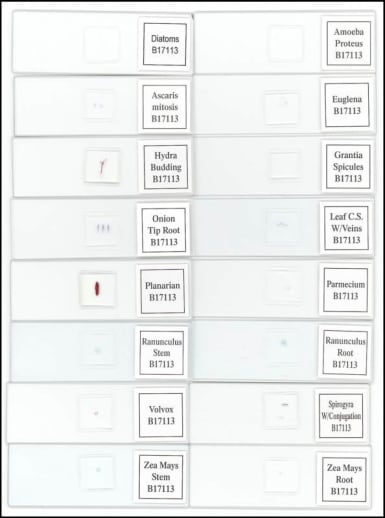 Apologia Biology Series Prepared Slide Set