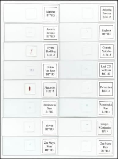 Apologia Biology Series Prepared Slide Set