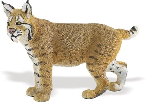 Bobcat (Wild Safari North American Wildlife)