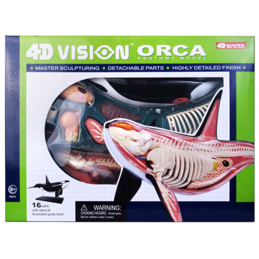 4D Vision Orca Anatomy Model