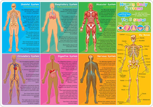 Human Body Smart Poly Learning Mat
