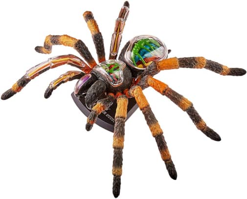4D Vision Tarantula Spider Anatomy Model