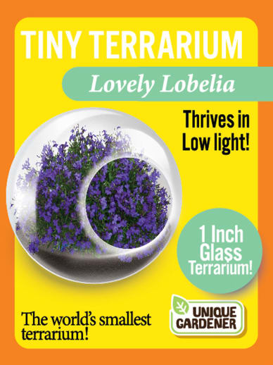 Lovely Lobelia (Tiny Terrarium)