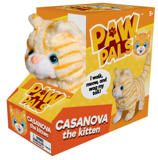 Casanova the Walking Kitten