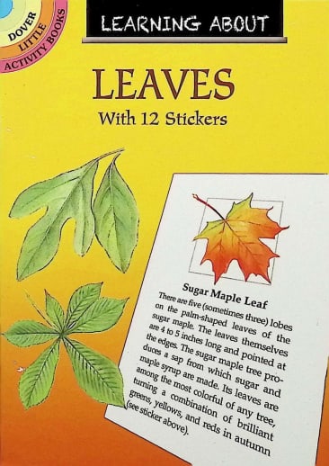 Learning About Leaves
