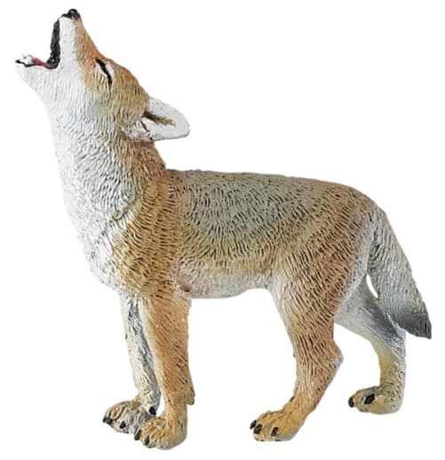 Coyote Pup (North American Wildlife)