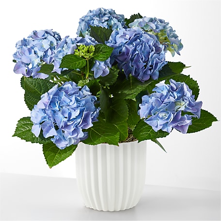 FTD Flower Delivery | Beyond Blue Hydrangea in Ceramic Pot | |