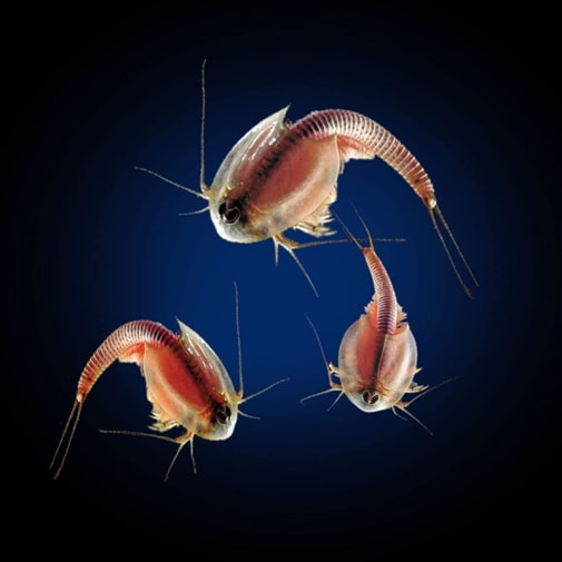 Tiops Fish Triops Aquarium Set