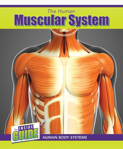 Human Muscular System (Inside Guide: Human Body Systems)