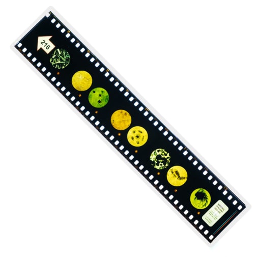 Microslide, Marine Plankton