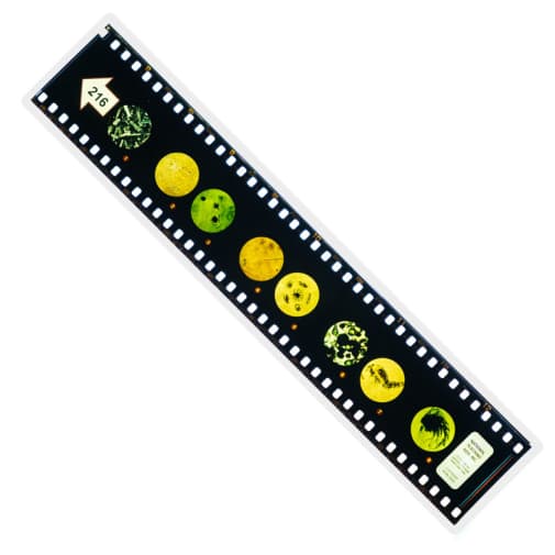 Microslide, Marine Plankton
