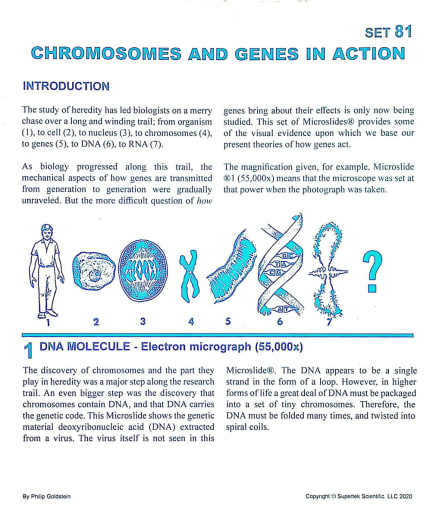 Chromosomes & Genes in Action Microslide Set