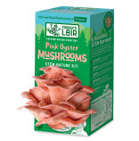 Pink Oyster Mushrooms STEM Nature Kit