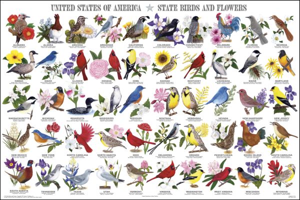 United States of America - State Birds & Flowers Poster (24" x 36")