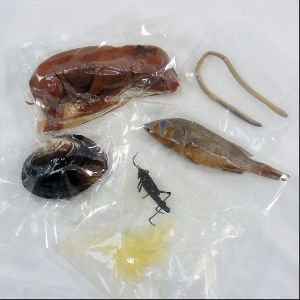Science Shepherd Dissection Specimens ( Set of 5)