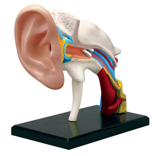 4D Human Ear Anatomy Model