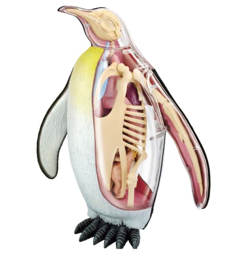 4D Vision Emperor Penguin Anatomy Model