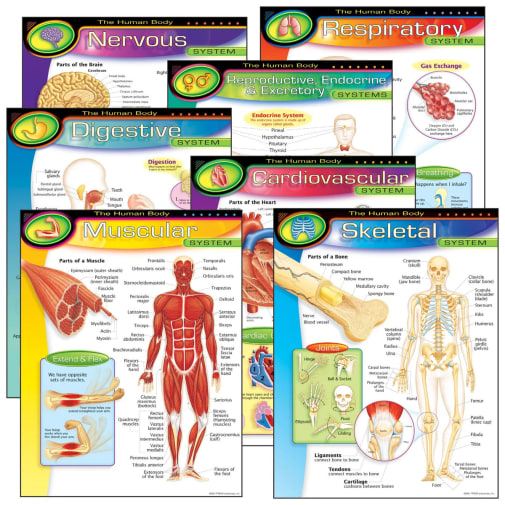 Human Body Learning Charts (7 Charts)