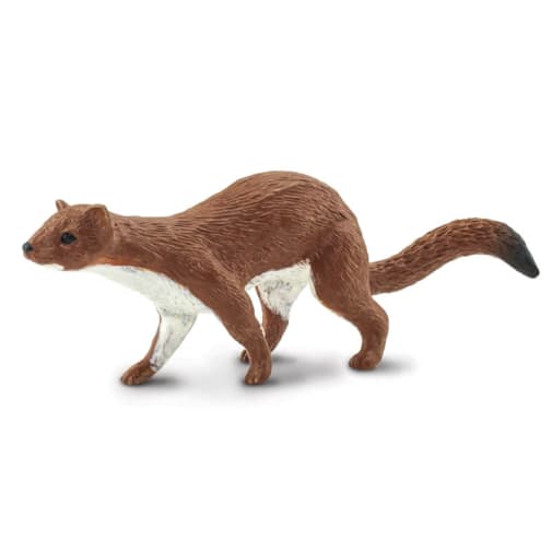 Weasel (Wild Safari North American Wildlife)