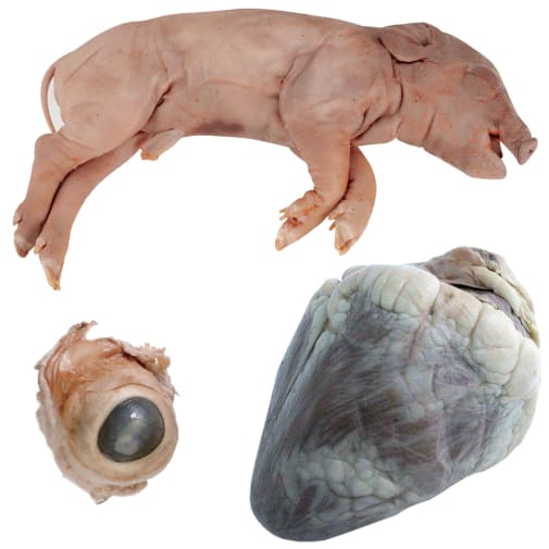 Advanced Biology Dissection Specimens