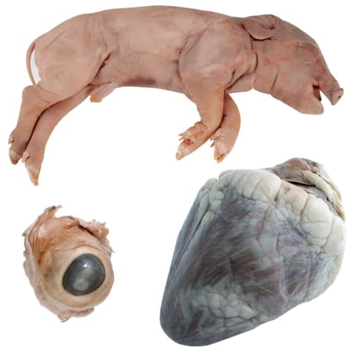 Advanced Biology Dissection Specimens