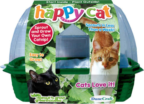 Crazy Cat Plant (Mini Worlds Terrarium)