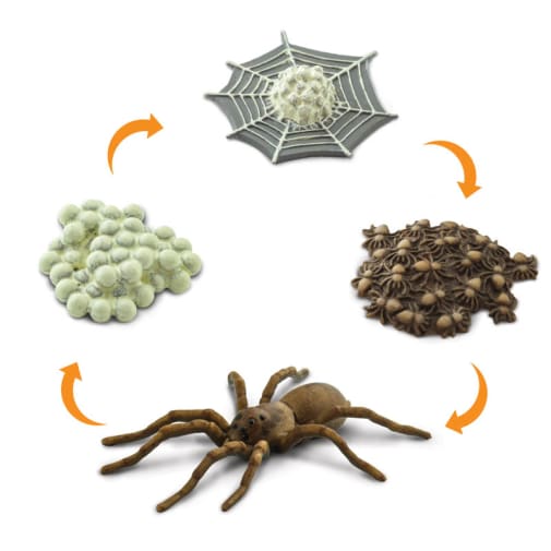 Life Cycle of a Spider (Safariology)