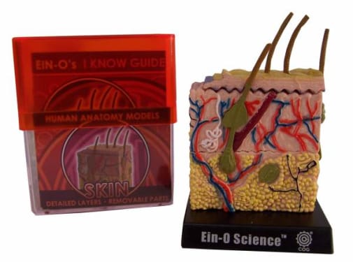 Skin Human Anatomy Model